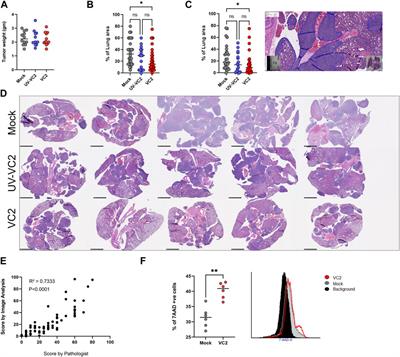 The Oncolytic herpes simplex virus type-1 (HSV-1) vaccine strain VC2 causes intratumor infiltration of functionally active T cells and inhibition of tumor metastasis and pro-tumor genes VEGF and PDL1 expression in the 4T1/Balb/c mouse model of stage four breast cancer